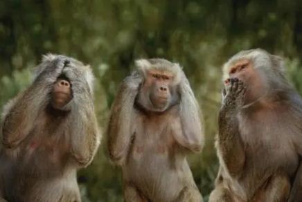 What is the Monkeysphere?